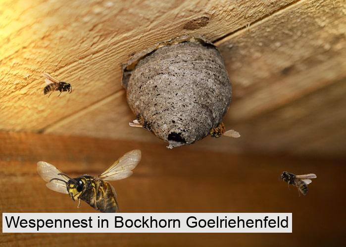 Wespennest in Bockhorn Goelriehenfeld